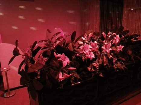 красивый интерьер клуба Шарм в Пизе, в регионе Тоскана. Девушки любят этот локал за красоту внутри